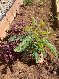 Image result for Sesbania keniensis