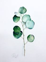 Original Aquarell Bild Eukalyptus Stillleben Silver Dollar Eucalyptus Illustration Botanical Art Watercolo Plant Painting Botanical Art Plant Illustration