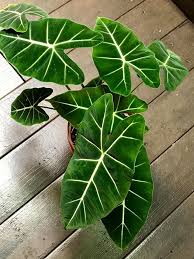 Pin On Plant Wish List