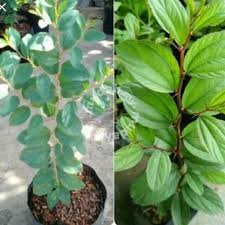 Pokok bidara berduri vs pokok bidara tidak berduri these pictures of this page are about:pokok buah bidara. Bidara Perubatan Berduri Anak Pokok