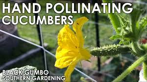 Image result for how to self pollinate cucumbers