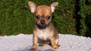 Perros Chihuahua Cabeza De Manzana Y Cabeza De Ciervo