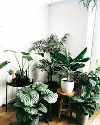Another great addition for odd spaces are lamps. Living Room Plant Corner Ideas Novocom Top