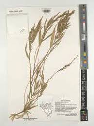 Image result for Oldeania alpina