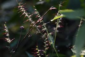 Image result for Oplismenus undulatifolius