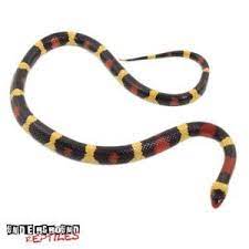 Kingsnakes For Sale Underground Reptiles Underground Reptiles Reptile Supplies Black Mamba