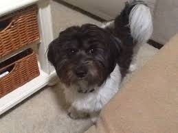 Black And White Shih Tzu Dachshund Mix Liam Our Schweenie Shihtzu Dachshund Mix Schweenie Dachshund Mix Dog Pictures