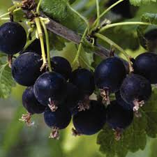 Image result for jostaberry