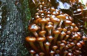 Image result for Gastrodia rwandensis