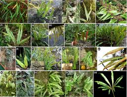 Image result for Lepisorus schraderi