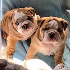 We are family owned and operated and have been breeding bulldogs since 2004. English Bulldog Texas Home Facebook