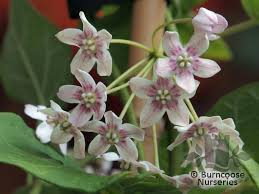 Image result for Marsdenia dregea