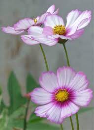Pin By Mrs B On Flower World Cosmos Flowers Flowers Nature Flowers Photography
