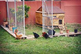 Want An Easy Way To Keep Predators Away From Your Chickens Chickens Pet Chickens Chicken Coop