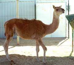 Camelus bactrianus and camelus dromedarius. 10 Amazing Facts About Camels