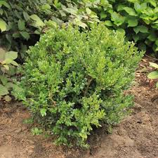 Image result for Buxus