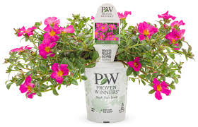 Image result for Chassalia umbraticola