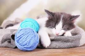 Kittens are supposed to be inquisitive and constantly bouncing around. How Much Do Kittens Sleep Are They Sleeping Enough