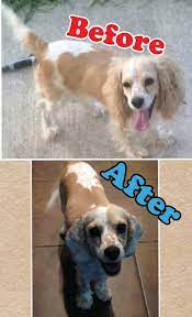 We did not find results for: Happy Scrappy Mobile Pet Grooming Home Facebook