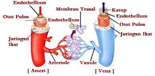 Organ yang menyusun sistem sirkulasi yaitu. Pembuluh Darah Organ Penyusun Sistem Peredaran Darah Manusia