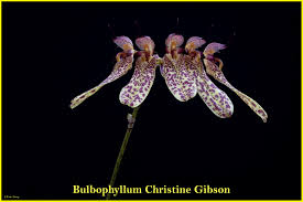 Image result for Bulbophyllum longiflorum