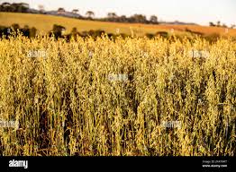 Image result for Avena byzantina