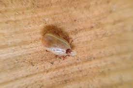 We specialize in removal and prevention of infestations by insects and rodents, including cockroaches, fleas, ticks, ants, bees, mice, and a host of other irritating invasive species. V90yx2pgexgfvm