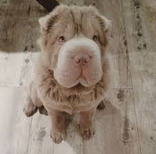 Wallpapers So Cute Cute Cats And Dogs Cute Animals Super Cute Animals
