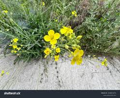 Image result for Diplotaxis tenuifolia