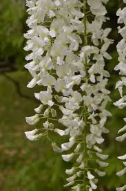 Har haft den på vår altan i somras som är nästan helt inglasad. Blaregn Tradgardens Lyxigaste Vattenfall Rabarber