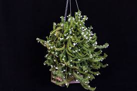 Image result for Angraecum distichum