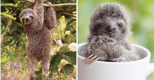 And they eat green beans and hibiscus flowers! I Can Has Cheezburger Sloth Funny Animals Online Cheezburger