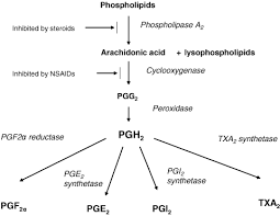 Paracetamol Acetaminophen Mechanisms Of Action Anderson