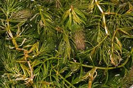 Image result for Ceratophyllum submersum