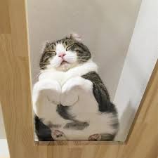 30 Adorable Cats Sleeping On Glass Tables Demilked In 2020 Cats On Glass Tables Cat Sleeping Happy Cat