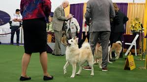 As a group, terriers have a record at westminster that even the most storied sports dynasties would covet. Westminster And Work Some Show Dogs Serve Search Or Soothe Wtop