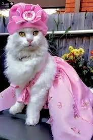 Funny Cats Dressed Up Pictures 22 New Ideas In 2020 Cat Outfits Pets Cat Dressed Up Cute Baby Cats