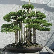 8940190 2 jpg 395 400 bonsai plants garden