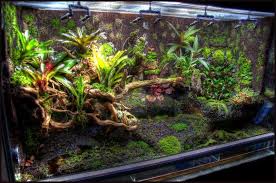 Http Img11 Hostingpics Net Pics 121132dsc004234tonemapped Jpg Frog Terrarium Tropical Terrariums Vivarium