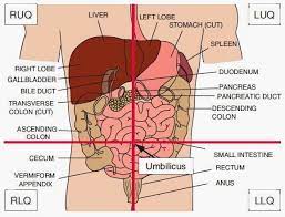 The quadrants are labeled by location: In Which Abdominal Quadrant Is The Liver Located Socratic
