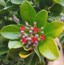 Image result for Canellaceae