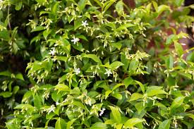 Please consider growing plants native to your area. Star Jasmine Plant Care Growing Guide
