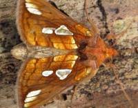 Image result for Plusia putnami