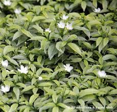 Image result for Tabernaemontana odoratissima