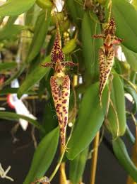 Image result for Bulbophyllum X chikukwa