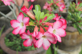 We did not find results for: Is Desert Azalea Poisonous To Cats And Dogs