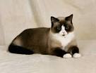Snowshoe Cat Breed Profile | Petfinder