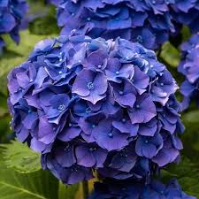 Image result for Hydrangea