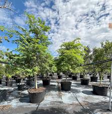 Image result for Rhynchosia ferruginea