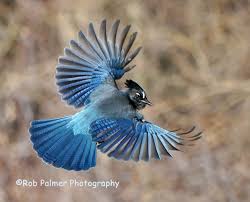 Birds That Look Like Blue Jays But Are Black Stellar S Jay In Flight In 2020 Black Bird Blue Jay Bird Logo Design